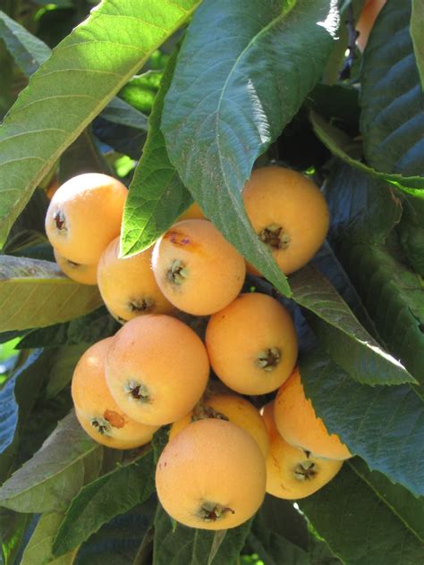 How to Grow Loquat, Growing Loquat Tree from Seed - Everything About Garden