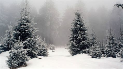 snow, Forest Wallpapers HD / Desktop and Mobile Backgrounds