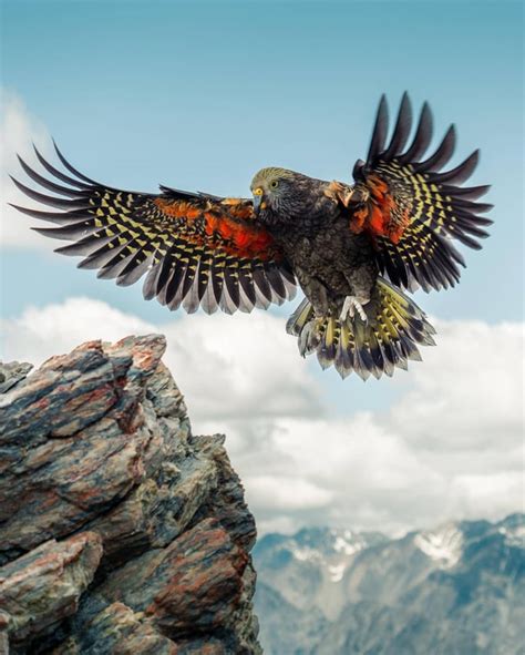 🔥 New Zealand Kea (The world's only alpine parrot) : r/NatureIsFuckingLit