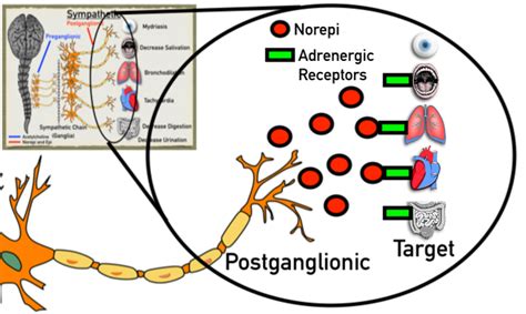 Autonomic Nervous System: Sympathetic and Parasympathetic Response ...