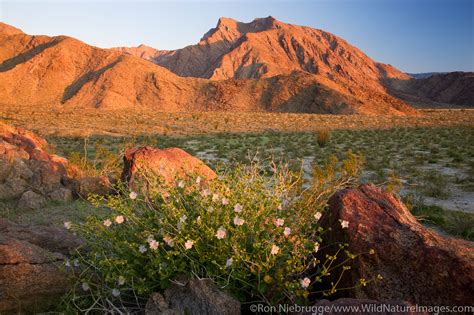 Sunrise | Anza Borrego Desert State Park, California. | Photos by Ron ...