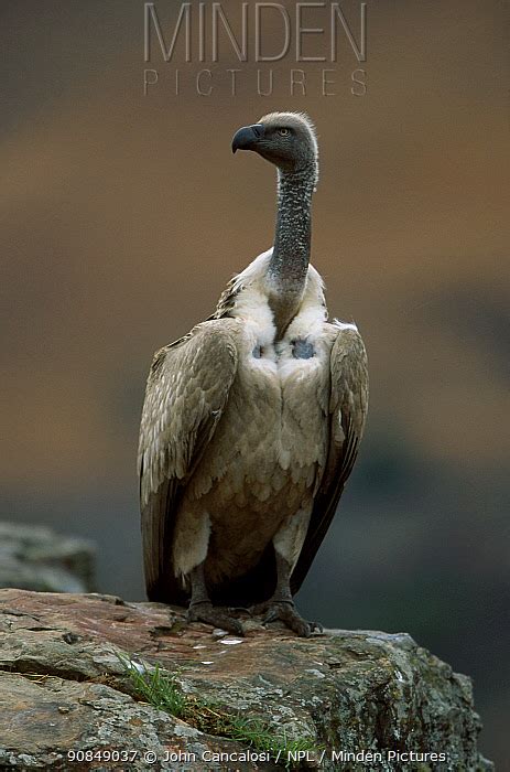 CAPE VULTURE stock photo - Minden Pictures