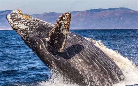 Whale watching and boat tours, San Luis Obispo, Pismo Beach, Avila ...