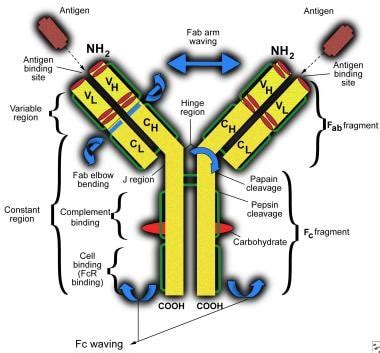 Immunoglobulin G Deficiency: Background, Pathophysiology, Epidemiology