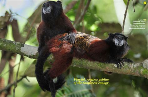 Saguinus fuscicollis Yasuni Anima Mundi, Gorilla, Ecuador, National ...