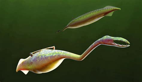 10 Bizarre Beasts That Roamed the Carboniferous Waters - Owlcation