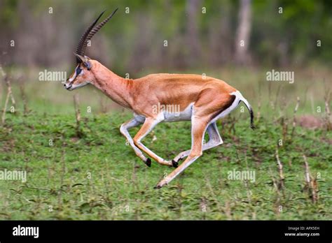 Grants gazelle running hi-res stock photography and images - Alamy