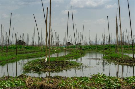 Floating Gardens on Inle Lake, Myanmar Stock Image - Image of floating ...