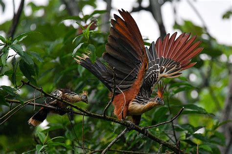 Fascinating Animals That Live In Mangrove Forests - WorldAtlas