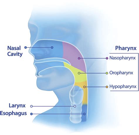 Pharynx Pronunciation