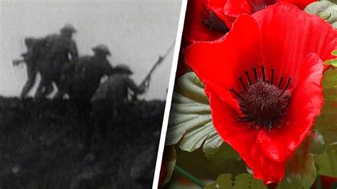 Poppy Symbol Remembrance Day