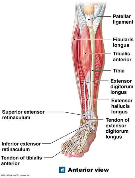 Right Lower Leg Anatomy