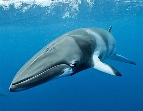 Minke Whale Facts : Minke Whale People S Trust For Endangered Species ...