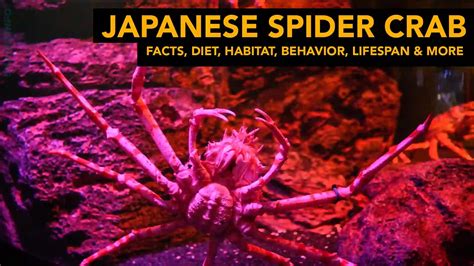 Japanese Spider crab - Facts, Diet, Habitat, Behavior, Lifespan & More ...