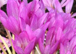 Colchicum autumnale Bulbs Tubers | Meadow Saffron | Autumn Crocus