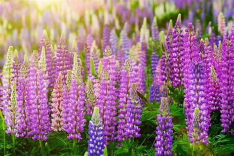 Lupine Flower (Lupinus): Types, How To Grow and Care | Florgeous