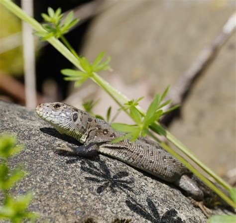 sand lizard - fem. | Walter Bachmann | Flickr