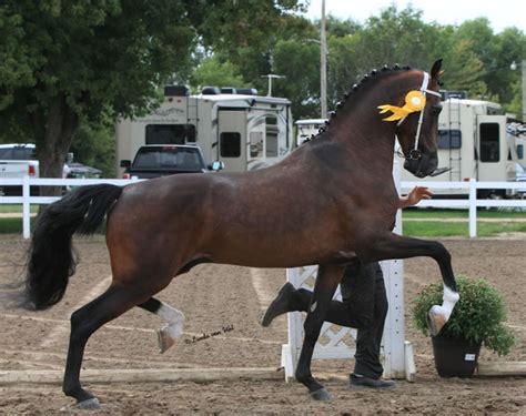 KWPN Stallion Owner Scot Tolman Makes Out-of-the-Box Purchase with ...