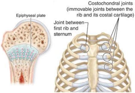 Cartilaginous Joints Flashcards | Quizlet