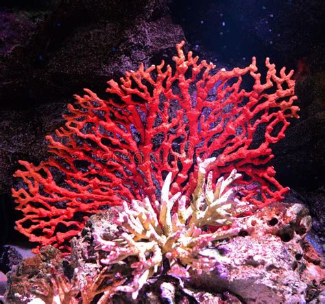 Red coral. On a sea , #Affiliate, #Red, #coral, #sea #ad | Coral reef ...