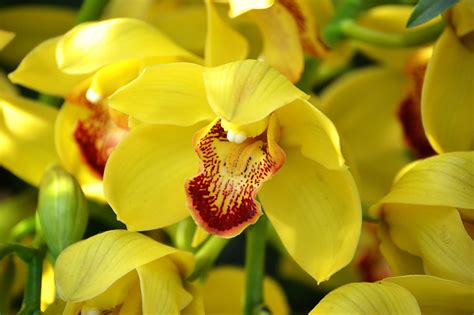 J-TWO-O: Orchidelirium at the New York Botanical Garden