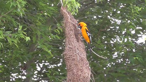 Altamira Oriole's nest - YouTube