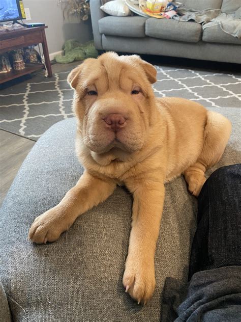 Chinese Shar Pei Puppies For Sale | Illinois Avenue, Sugar Loaf ...