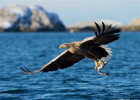 White Tailed Eagle Size