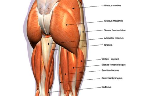 Hip Muscles - The Definitive Guide | Biology Dictionary