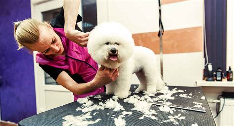 Bichon Frise Grooming - How To Keep Him Looking His Best