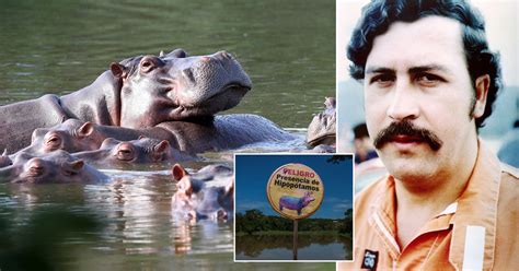 Pablo Escobar’s ‘cocaine hippos’ pose major threat and ‘must be culled ...