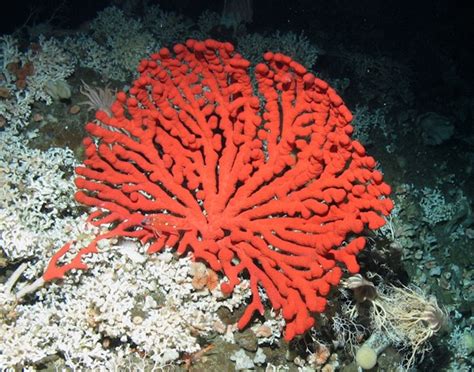 Discover and Protect Deep-Sea Corals