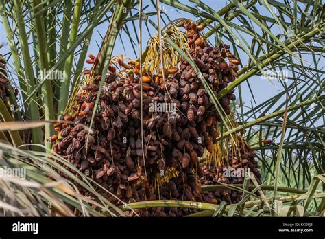 The fruits of a date palm, Riyadh Province, Saudi Arabia Stock Photo ...