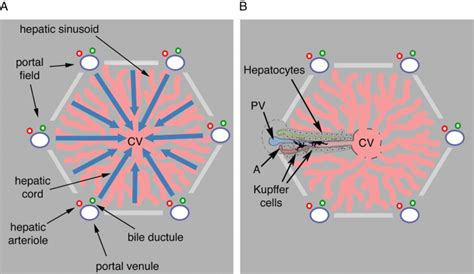 Kupffer Cells Diagram