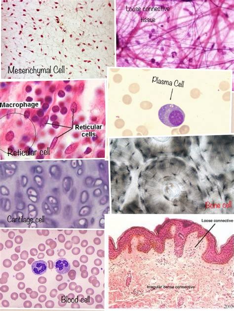 Some cells from our connective tissue Just annoying histology | Medical ...