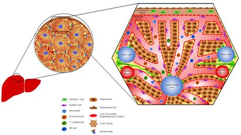 Kupffer's Cells Is a Special Name Given to - Valery-has-Stephenson