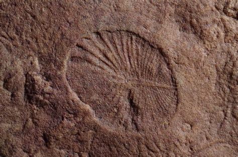 Dickinsonia fossil | UCR News | UC Riverside