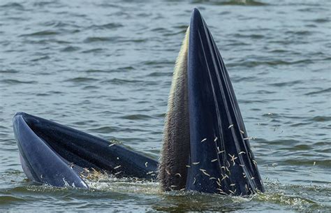 What do whales eat for dinner? | Natural History Museum