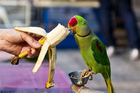 Can Parrots Eat Wheat? The Power Of A Nutritious Diet - Vet Advises