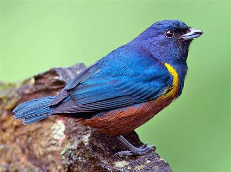 Chestnut Bellied Euphonia | Chestnut, Species, Bird