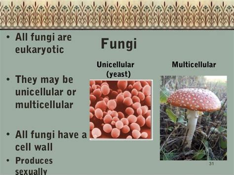 Classification of Living Things