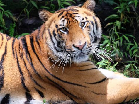 Native Animals of Indonesia - Taman Safari Bali