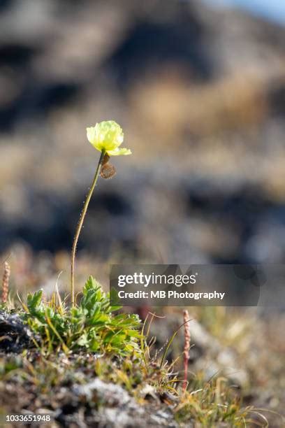 52 Arctic Poppy Stock Photos, High-Res Pictures, and Images - Getty Images