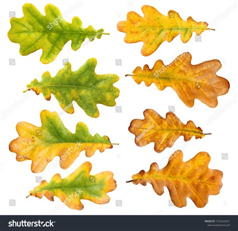 349,719 Autumn Oak Leaves Images, Stock Photos & Vectors | Shutterstock