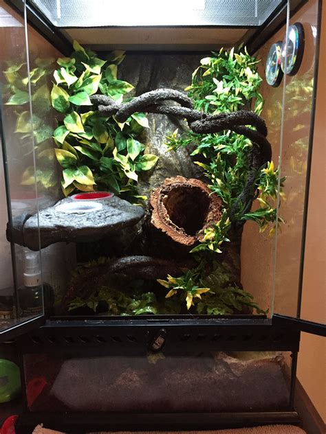 My son's 12th birthday present is a Crested Gecko. This is his 12x12x18 ...