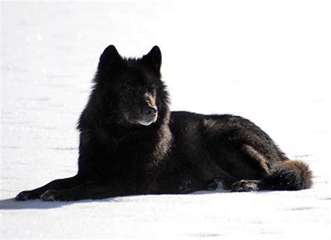 FWS: Alexander Archipelago wolf not endangered | Juneau Empire