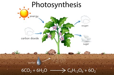 Photosynthesis Leaf Diagram