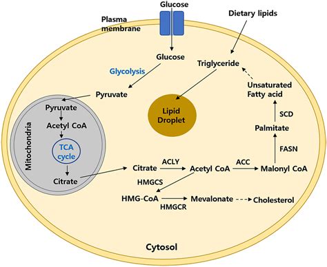 Schematic overview of pathways in lipid biosynthesis. Briefly, fatty ...