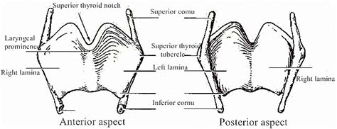 Coatings | Free Full-Text | Design and Molding of Thyroid Cartilage ...