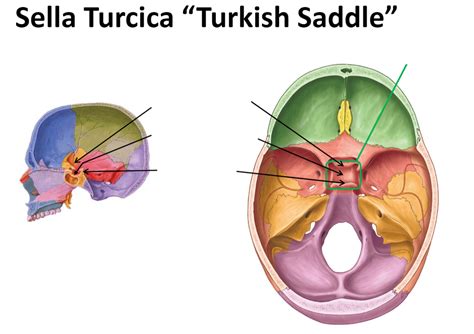 Sella Turcica Diagram | Quizlet